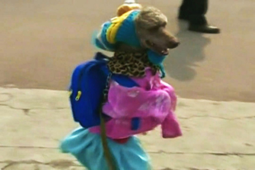 dog